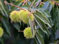 Castanea sativa 67, Tamme kastanje, Saxifraga-Tom Heijnen