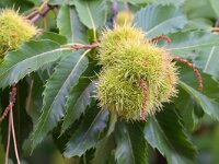 Castanea sativa 68, Tamme kastanje, Saxifraga-Tom Heijnen