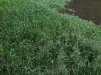 Catabrosa aquatica, Water Whorl-grass