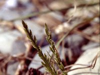 Catapodium marinum, Sea-fern grass