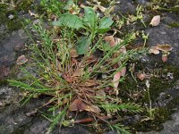 Catapodium rigidum, Fern-grass
