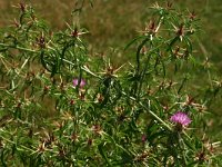 Centaurea calcitrapa 1, Kalketrip, Saxifraga-Dirk Hilbers