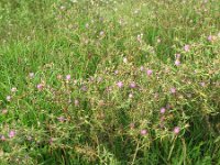 Centaurea calcitrapa 10, Kalketrip, Saxifraga-Rutger Barendse