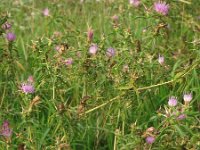 Centaurea calcitrapa 12, Kalketrip, Saxifraga-Rutger Barendse