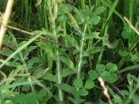 Centaurea calcitrapa 13, Kalketrip, Saxifraga-Rutger Barendse