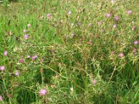 Centaurea calcitrapa 14, Kalketrip, Saxifraga-Rutger Barendse