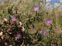 Centaurea calcitrapa 16, Kalketrip, Saxifraga-Ed Stikvoort