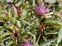 Centaurea calcitrapa 17, Kalketrip, Saxifraga-Ed Stikvoort