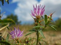 Centaurea calcitrapa 18, Kalketrip, Saxifraga-Ed Stikvoort