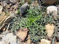 Centaurea calcitrapa 19, Kalketrip, Saxifraga-Rutger Barendse