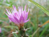 Centaurea calcitrapa 2, Kalketrip, Saxifraga-Rutger Barendse