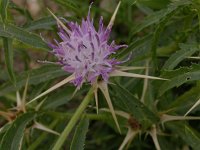 Centaurea calcitrapa 3, Kalketrip, Saxifraga-Peter Meininger