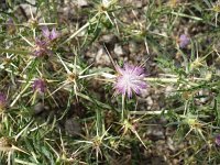 Centaurea calcitrapa 5, Kalketrip, Saxifraga-Jasenka Topic