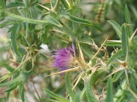 Centaurea calcitrapa 6, Kalketrip, Saxifraga-Jasenka Topic