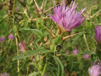 Centaurea calcitrapa 8, Kalketrip, Saxifraga-Rutger Barendse