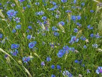 Centaurea cyanus 64, Korenbloem, Saxifraga-Mark Zekhuis