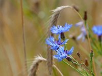 Centaurea cyanus 65, Korenbloem, Saxifraga-Mark Zekhuis