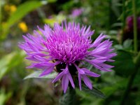 Centaurea jacea 78, Knoopkruid, Saxifraga-Bart Vastenhouw