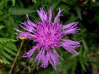 Centaurea jacea 79, Knoopkruid, Saxifraga-Bart Vastenhouw