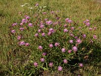 Centaurea jacea 81, Knoopkruid, Saxifraga-Ed Stikvoort