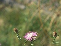 Centaurea jacea 83, Knoopkruid, Saxifraga-Jan van der Straaten