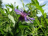 Centaurea montana 37, Bergcentaurie, Saxifraga-Hans Grotenhuis