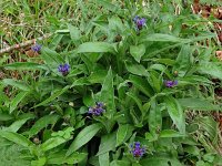 Centaurea montana 44, Bergcentaurie, Saxifraga-Hans Grotenhuis