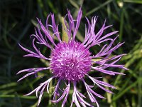 Common Knapweed (Centaurea nigra) single flower  Common Knapweed (Centaurea nigra) single flower : black knapweed, Centaurea nigra, common knapweed, knapweed, autumn, autumnal, blooming, centaurea, fall, flower, flowering, growth, in bloom, in flower, lesser kanpweed, natural, nature, no people, nobody, outdoors, outside, petal, petals, plant, purple, summer, summertime, vascular plant, flora, floral