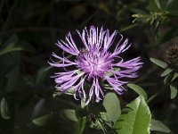 Centaurea nigra 3, Zwart knoopkruid, Saxifraga-Willem van Kruijsbergen