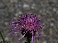 Centaurea nigrescens 1, Saxifraga-Willem van Kruijsbergen