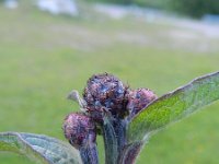 Centaurea nigrescens 2, Saxifraga-Rutger Barendse