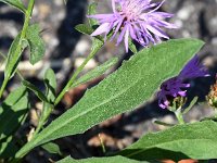 Centaurea nigrescens 4, Saxifraga-Sonja Bouwman,  Short-fringed knapweed, Tyrol knapweed - Centaurea nigrescens - Asteraceae familie