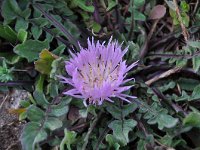 Centaurea pullata ssp pullata 29, Saxifraga-Harry Jans