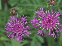 Centaurea scabiosa 1, Grote centaurie, Saxifraga-Marijke Verhagen