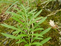 Centaurea scabiosa 15, Grote centaurie, Saxifraga-Rutger Barendse