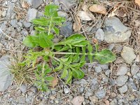 Centaurea scabiosa 16, Grote centaurie, Saxifraga-Rutger Barendse