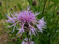 Centaurea scabiosa 24, Grote centaurie, Saxifraga-Ed Stikvoort