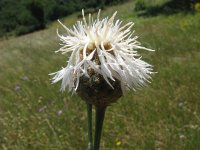 Centaurea scabiosa 3, Grote centaurie, Saxifraga-Jasenka Topic