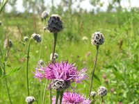 Centaurea scabiosa 4, Grote centaurie, Saxifraga-Jan Willem Jong