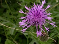 Centaurea scabiosa 5, Grote centaurie, Saxifraga-Peter Meininger