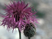 Centaurea scabiosa 6, Grote centaurie, Saxifraga-Jan van der Straaten