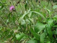 Centaurea scabiosa 7, Grote centaurie, Saxifraga-Rutger Barendse