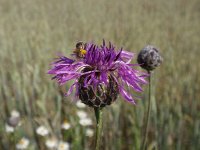 Centaurea scabiosa 8, Grote centaurie, Saxifraga-Jan Willem Jongepier