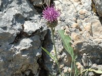 Centaurea scabiosa ssp scabiosa 11, Grote centaurie, Saxifraga-Jan van der Straaten