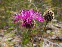 Centaurea scabiosa ssp scabiosa 13, Grote centaurie, Saxifraga-Ed Stikvoort