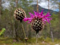 Centaurea scabiosa ssp scabiosa 14, Grote centaurie, Saxifraga-Ed Stikvoort