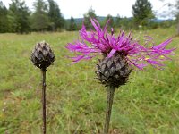 Centaurea scabiosa ssp scabiosa 18, Grote centaurie, Saxifraga-Ed Stikvoort