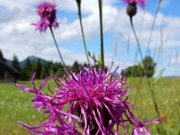 Centaurea scabiosa ssp scabiosa 20, Grote centaurie, Saxifraga-Ed Stikvoort