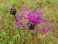 Centaurea scabiosa ssp scabiosa 21, Grote centaurie, Saxifraga-Ed Stikvoort