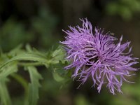 Centaurea scabiosa ssp scabiosa 9, Grote centaurie, Saxifraga-Willem van Kruijsbergen